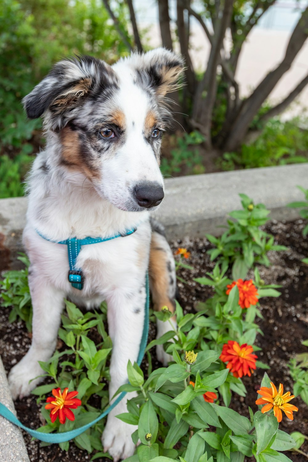 dog sitting on a flower garden