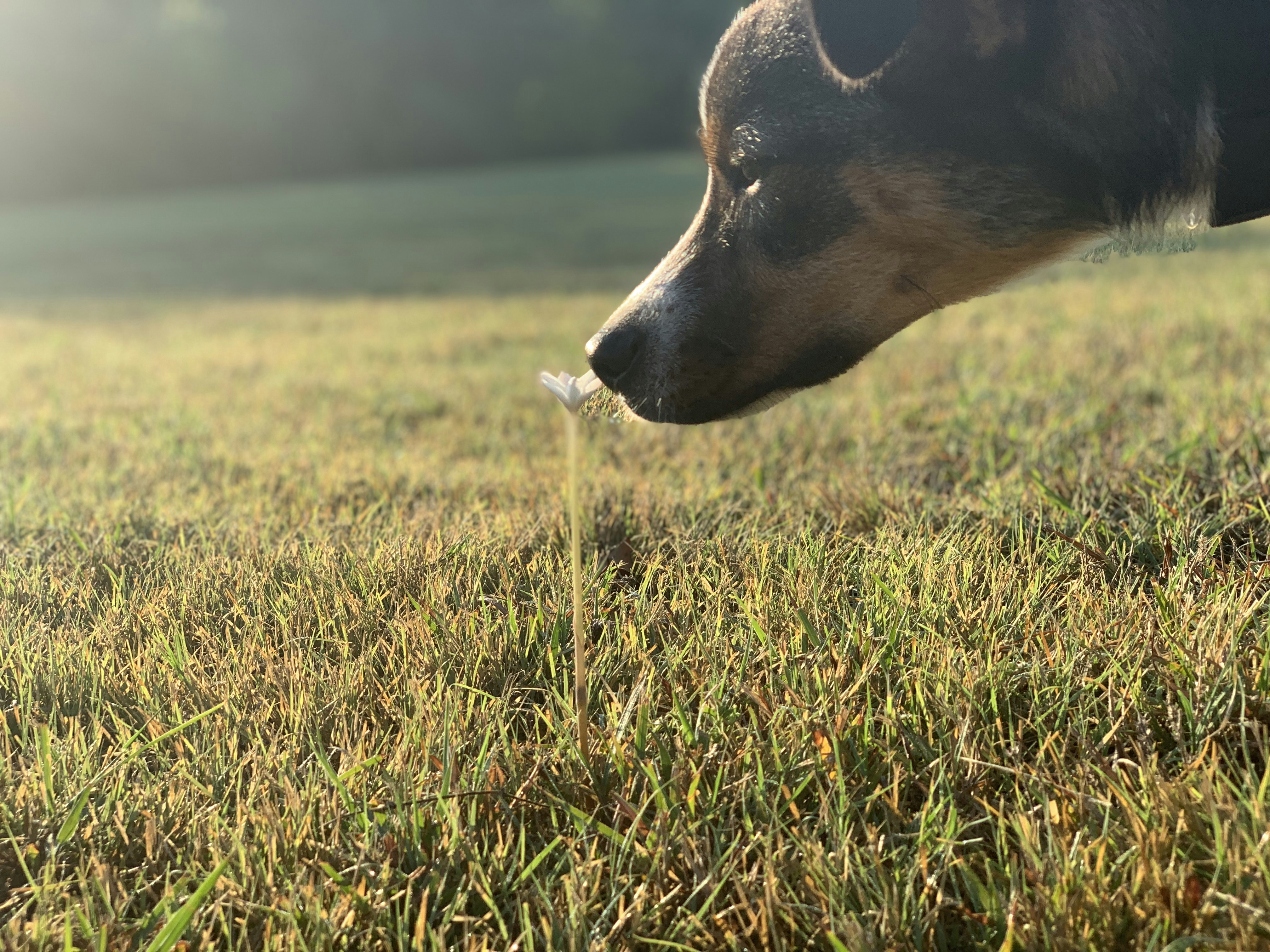 macro photography of short-coated black and brown dog smelling white flower