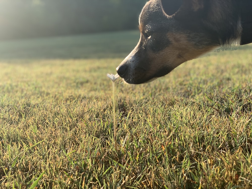 macro photography of short-coated black and brown dog smelling white flower