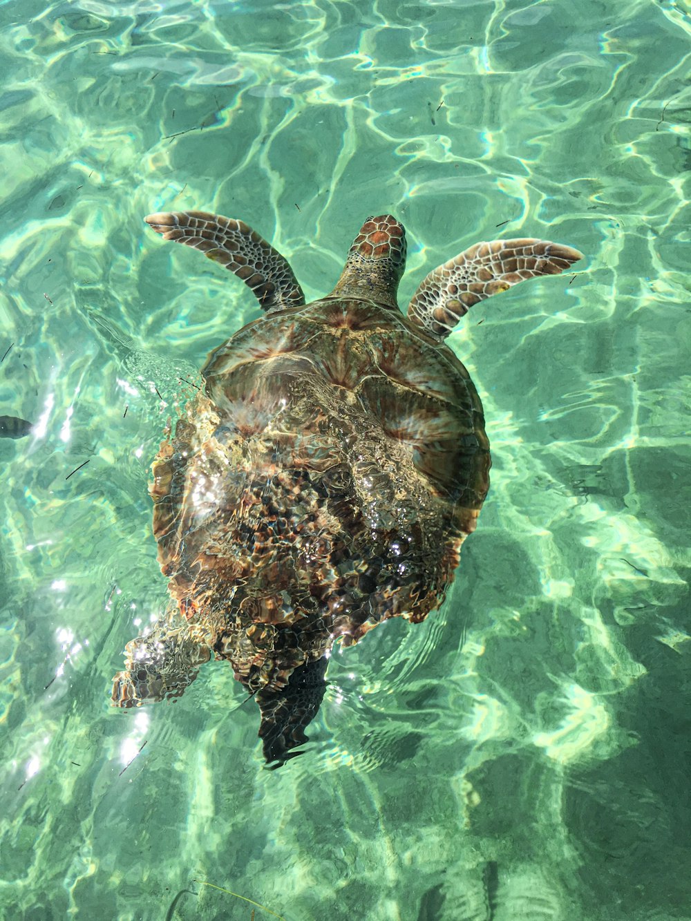 Tortue brune sur plan d’eau