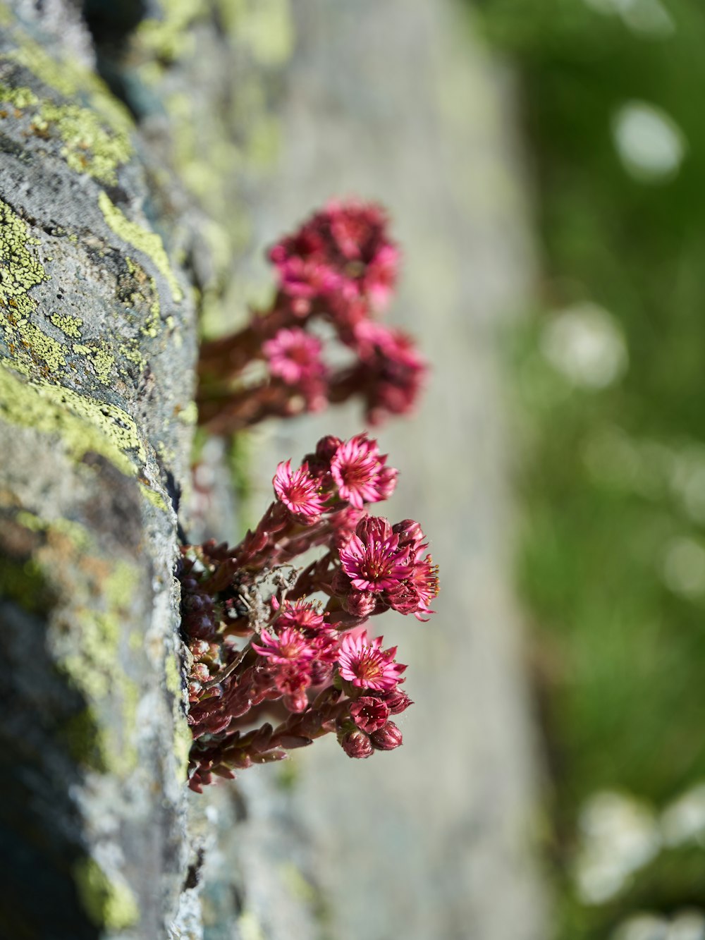 pink petaled flower