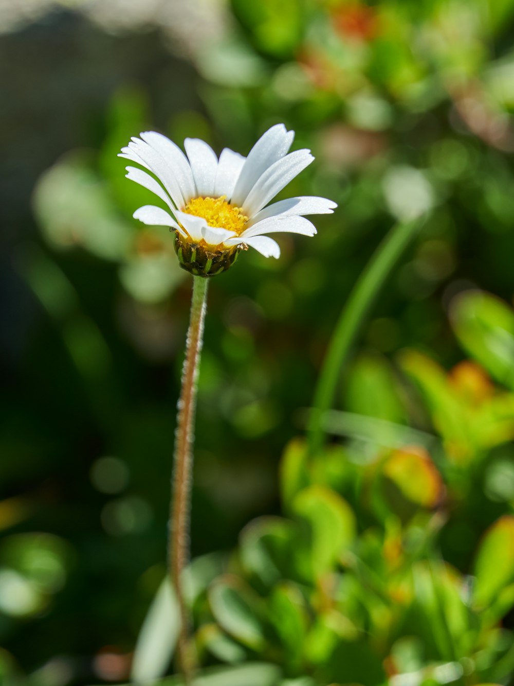 white and yellow petaled flower in bloom