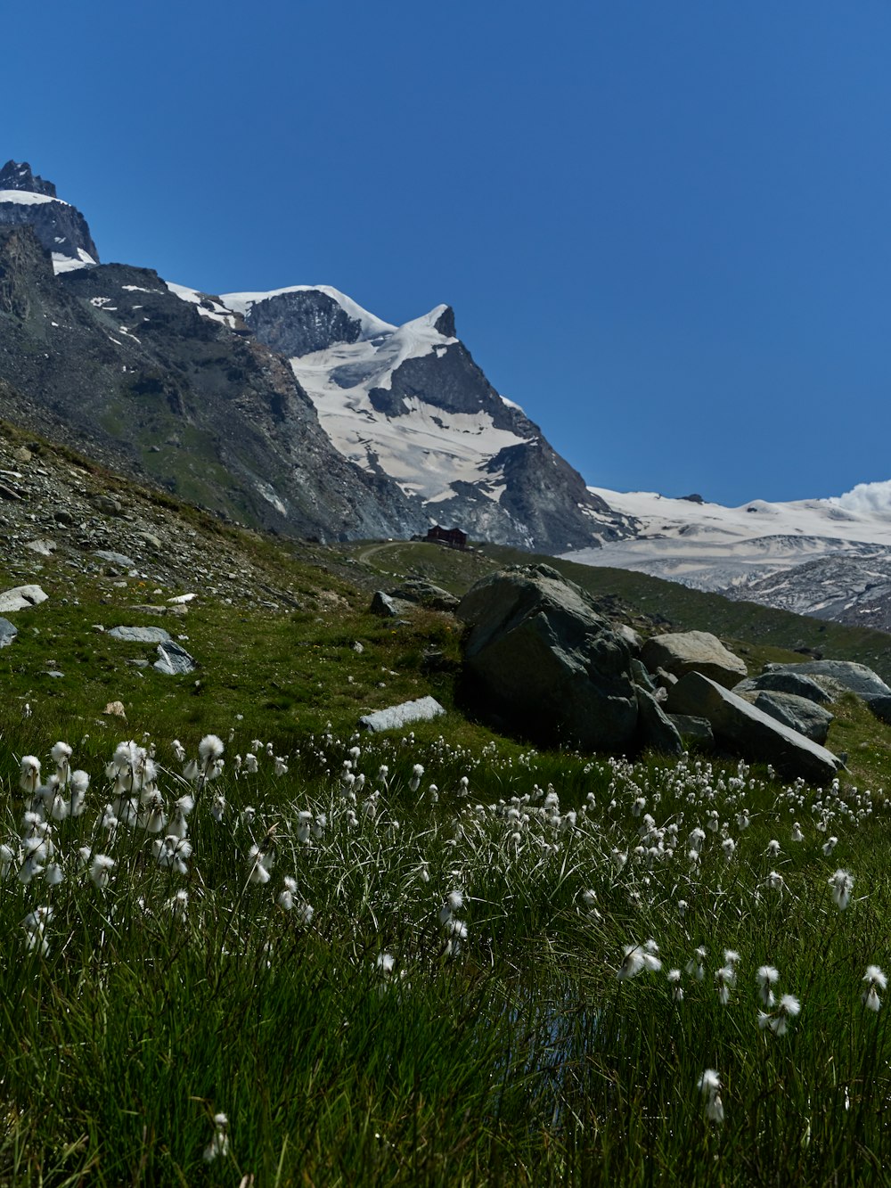 white flowers across white mountaines