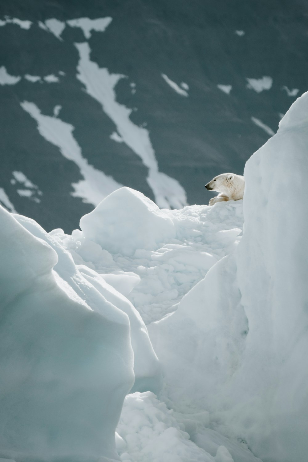 white polar bear