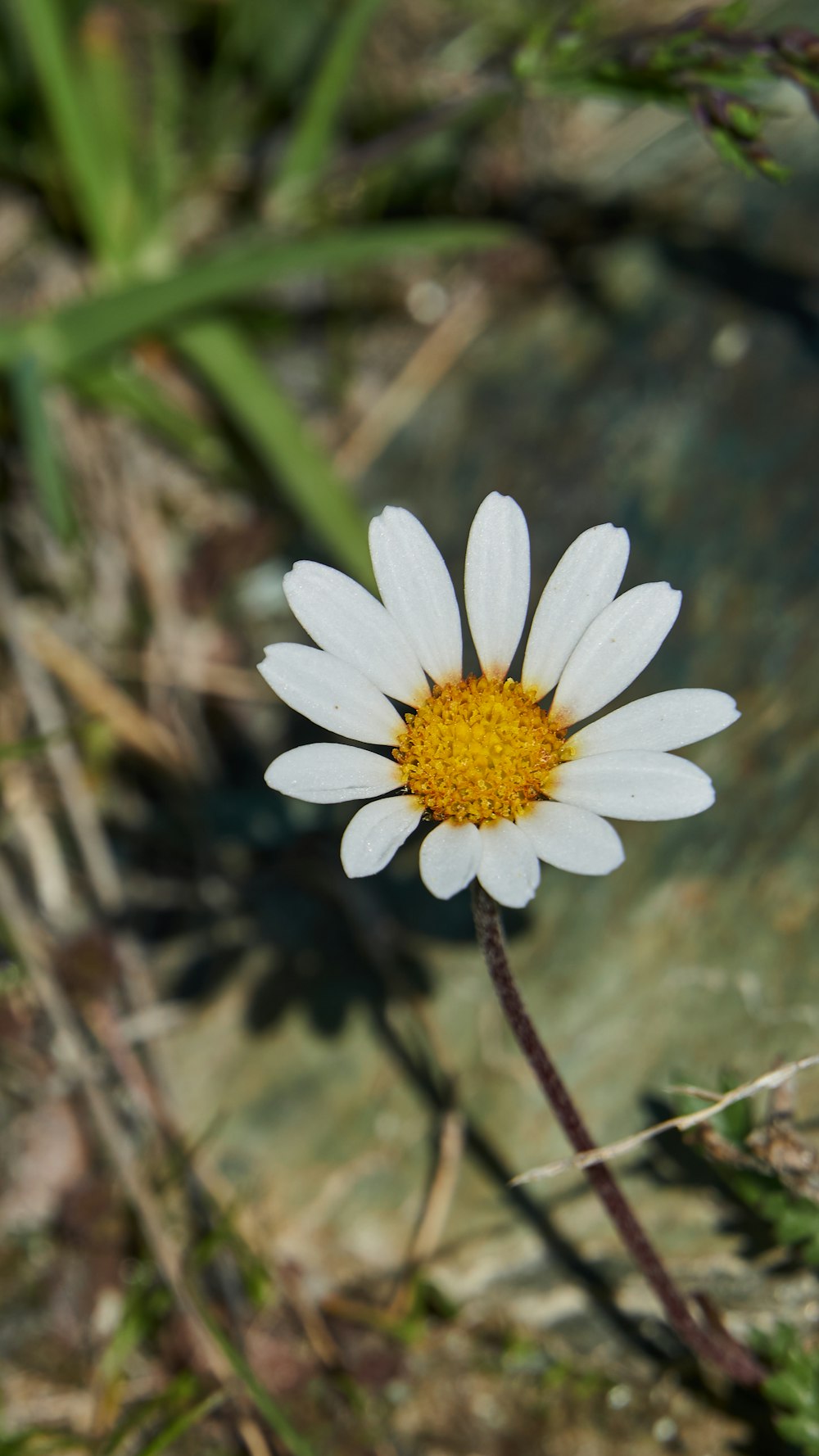 white and yellow petaled flower