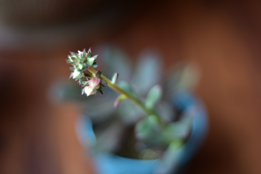 a close up of a flower in a vase