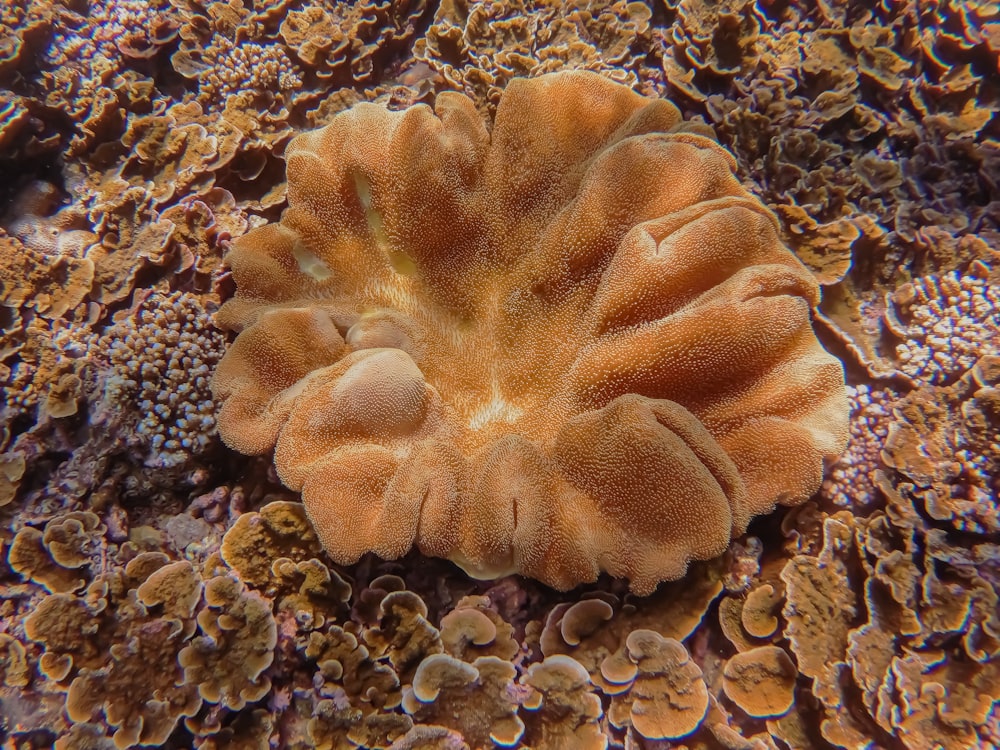 brown mushroom