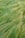 A lush expanse of long green grass sways gently, covering the ground with a textured, natural carpet.