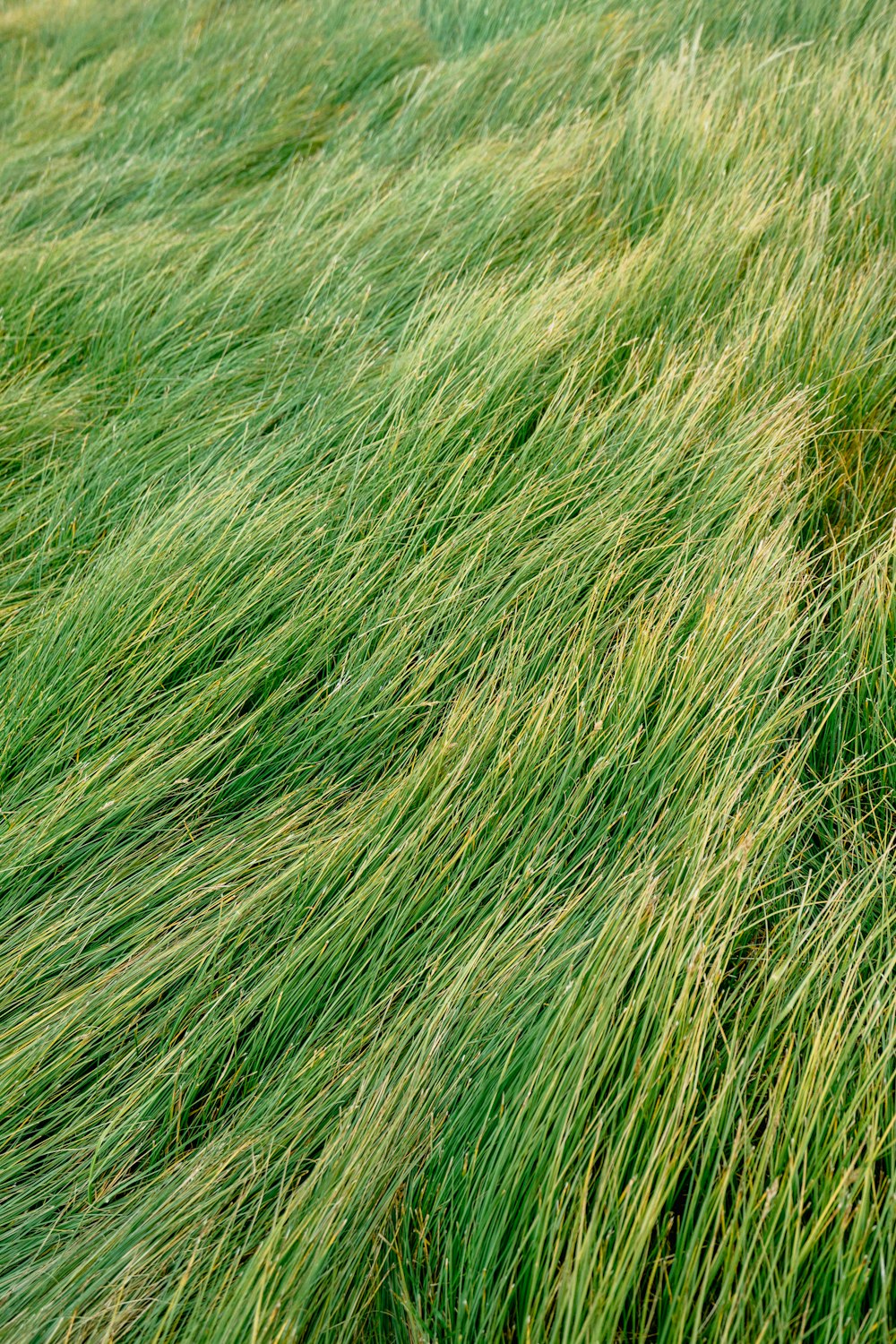 green grass field during daytime