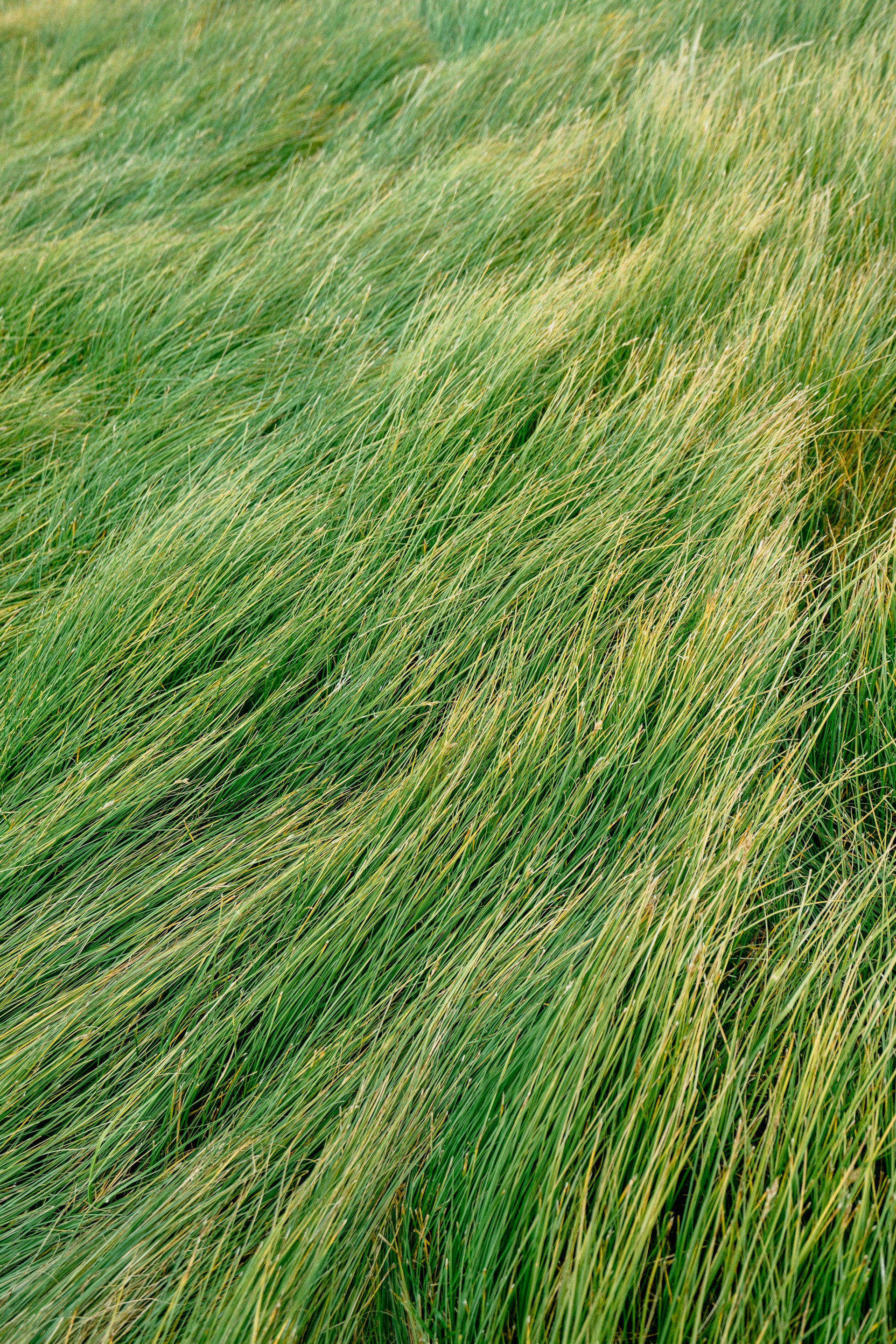 green grass field during daytime