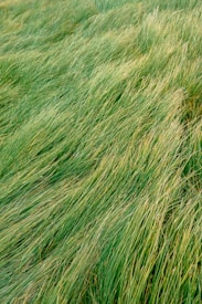 A lush expanse of long green grass sways gently, covering the ground with a textured, natural carpet.