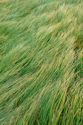 A lush expanse of long green grass sways gently, covering the ground with a textured, natural carpet.