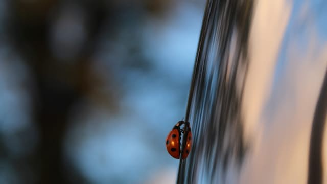 Ladybug