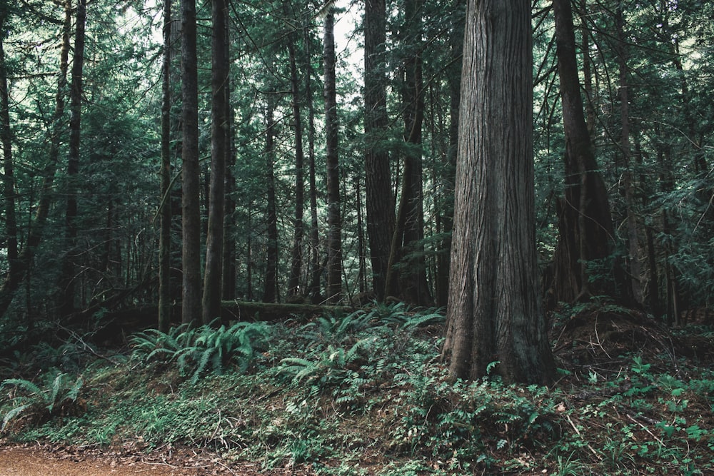 field of green trees