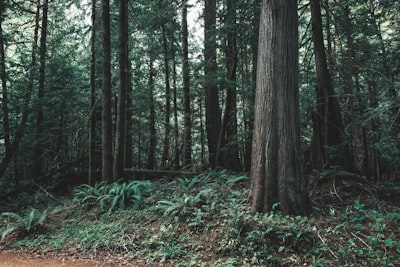 field of green trees washington zoom background