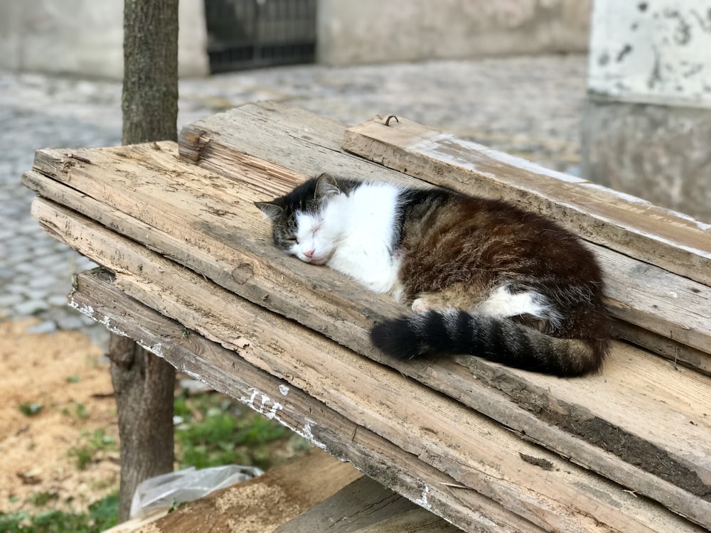 brown and white cat