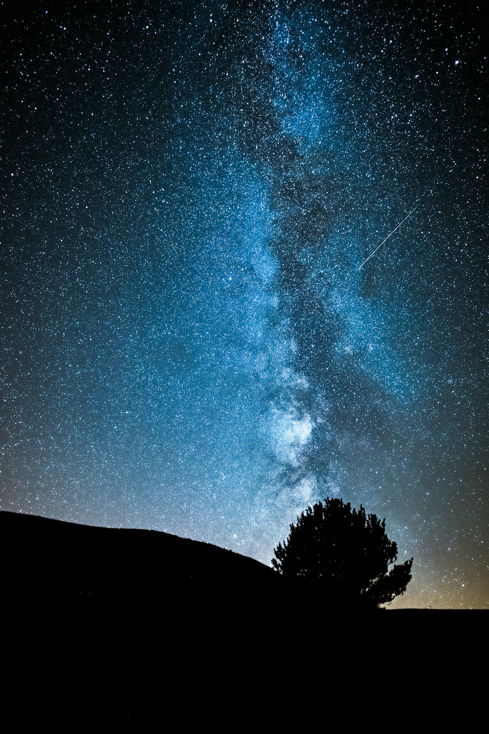 Fotografía de silueta de árbol