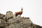 brown goat on rock