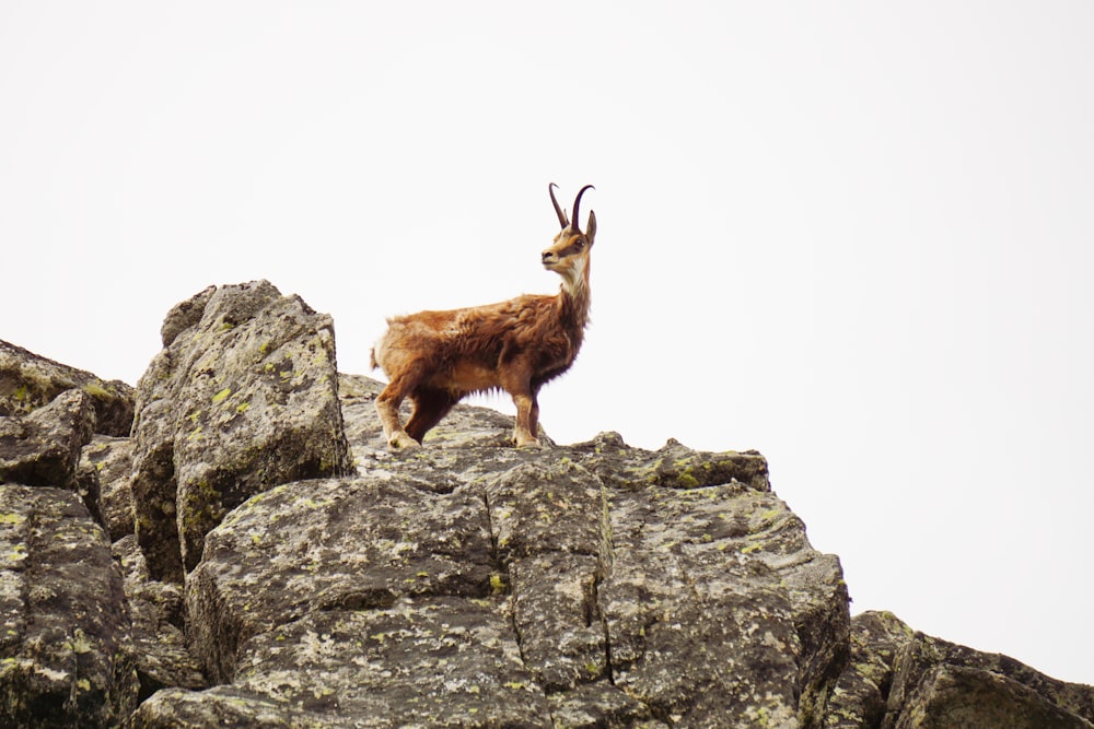 brown goat on rock