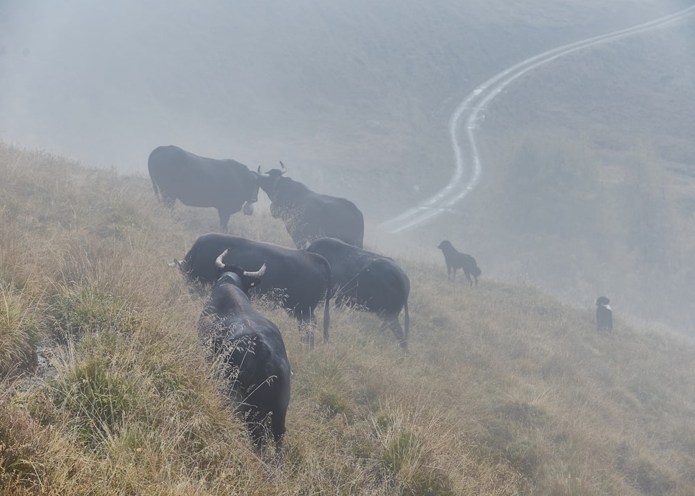 wild buffalos on field