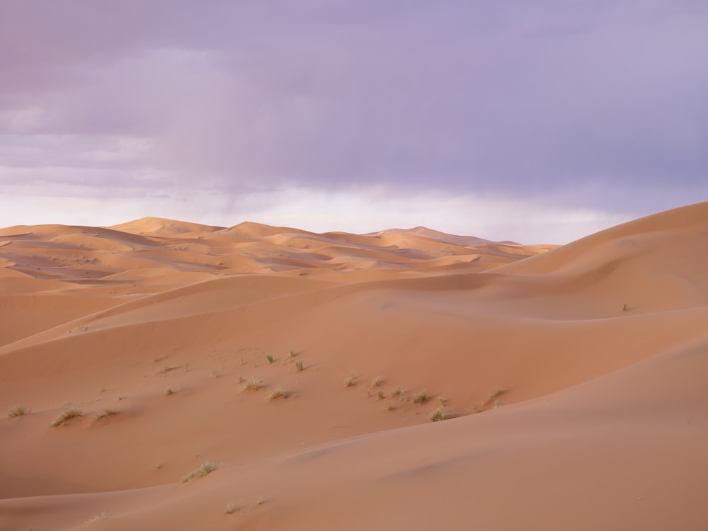 close-up of desert
