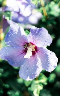A solitary bee perched delicately on a purple blossom with morning dew.
