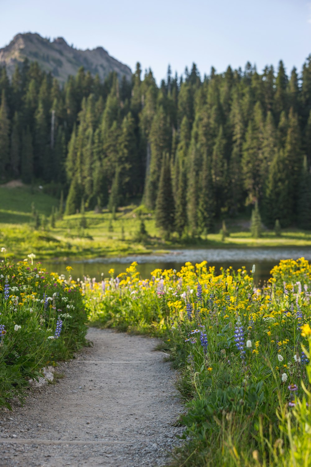 field of green trees