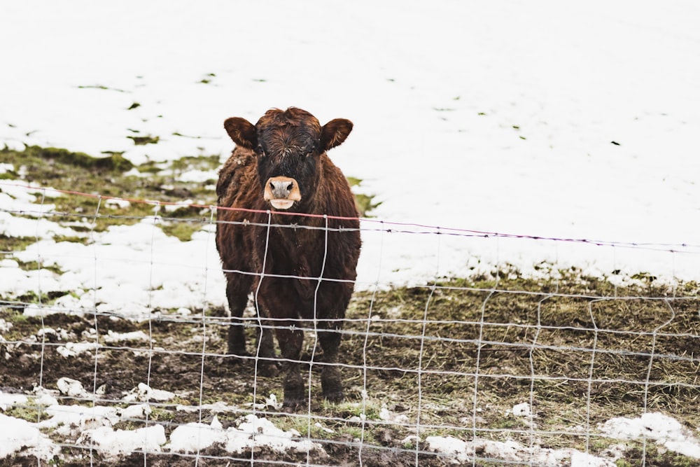 brown cow