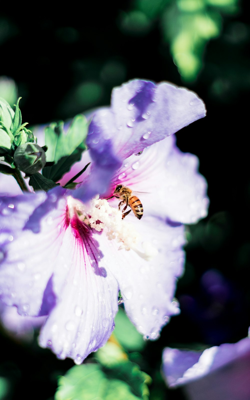 focus photography of purple petaled flower