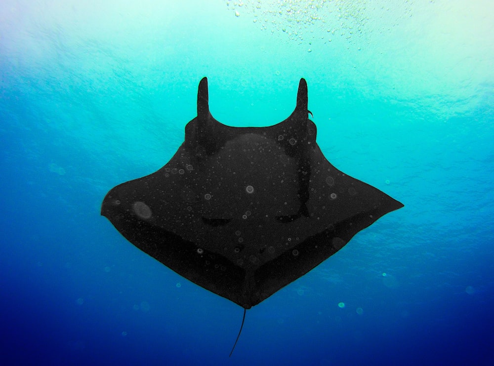 black stingray