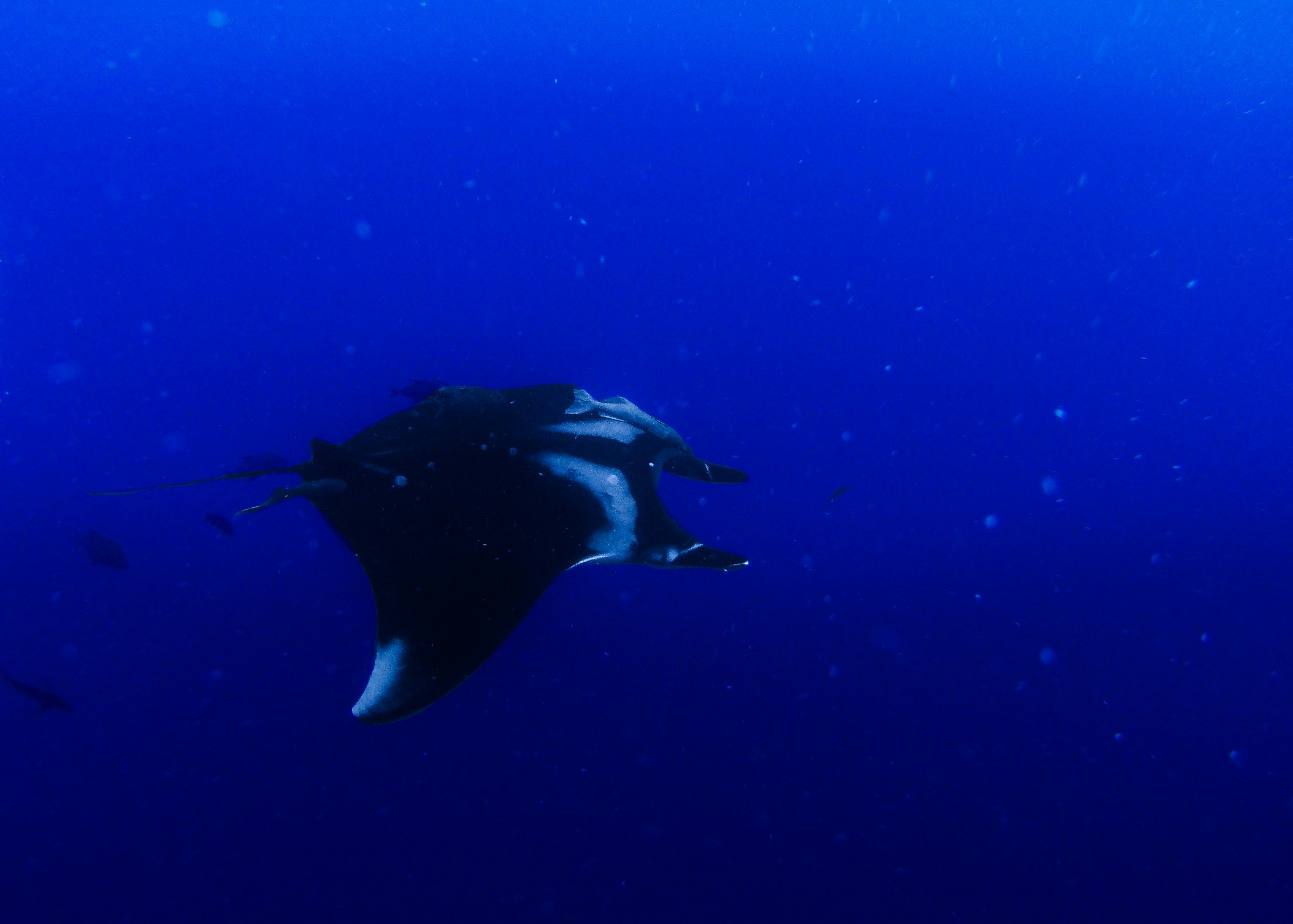 Manta Point Labuan Bajo: Cara Terbaik Berenang Bersama Pari Manta di Indonesia