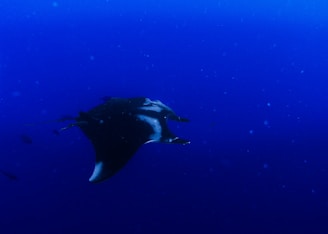 Underwater robotic manta ray gliding over a vibrant Brazilian freshwater river ecosystem with sensors and cameras visible.