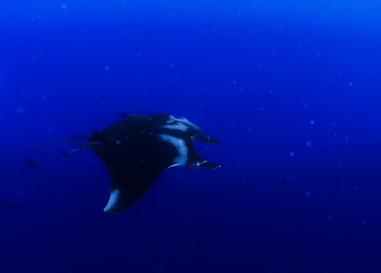 Underwater robotic manta ray gliding over a vibrant Brazilian freshwater river ecosystem with sensors and cameras visible.