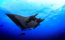 black sting ray