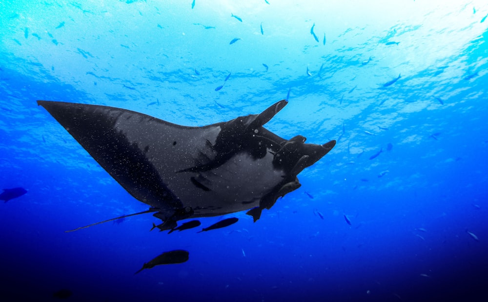 mantarraya gigante islas catalina costa rica buceo