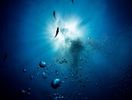 a group of fish swimming in the water
