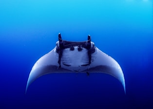 black sting ray