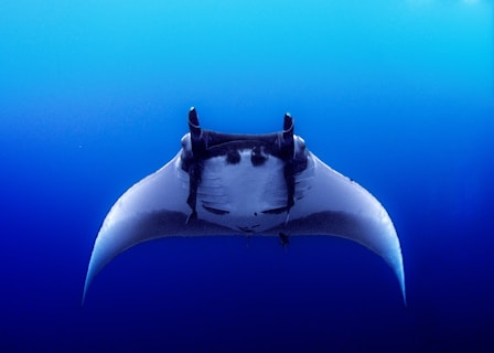 Giant Manta at Socorro islands, off the coast of Mexico