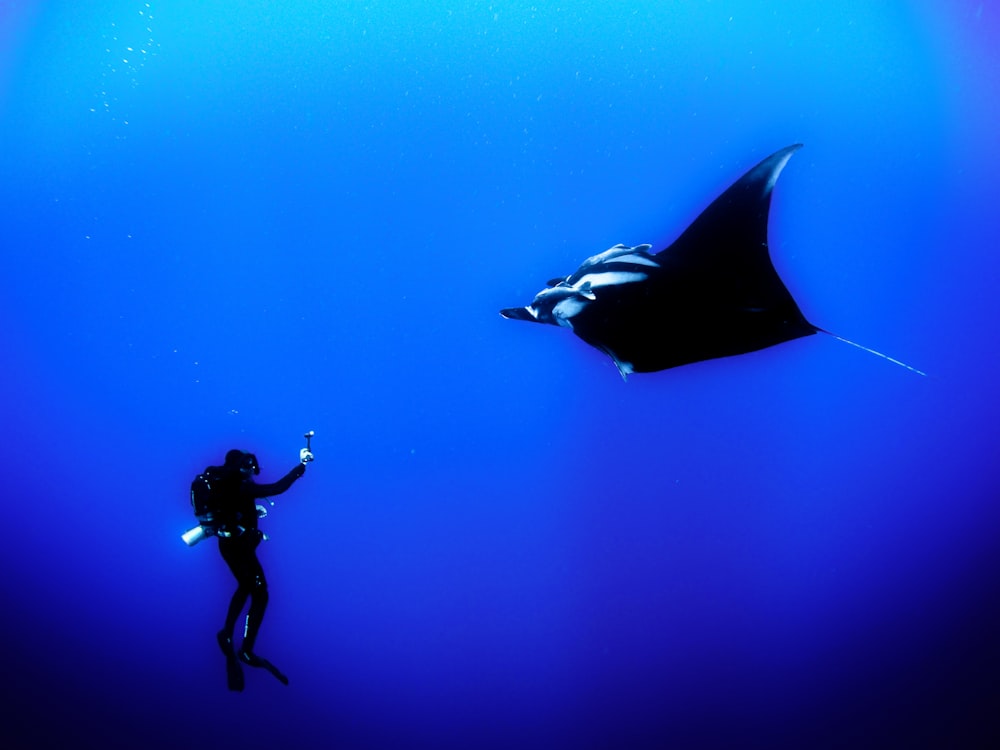 man and sting ray