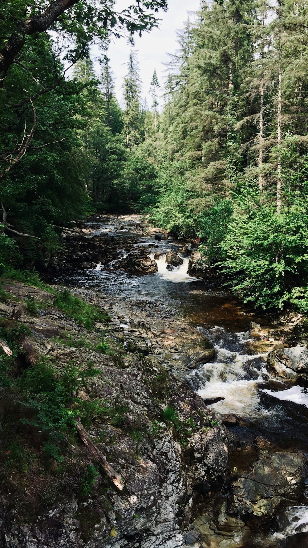 river surrounded by trees