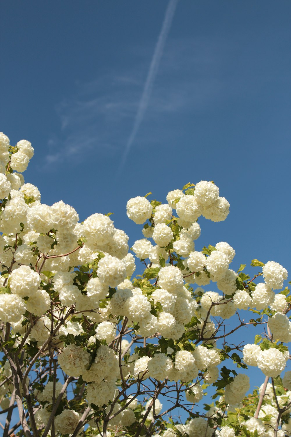 white petaled flower during daytime