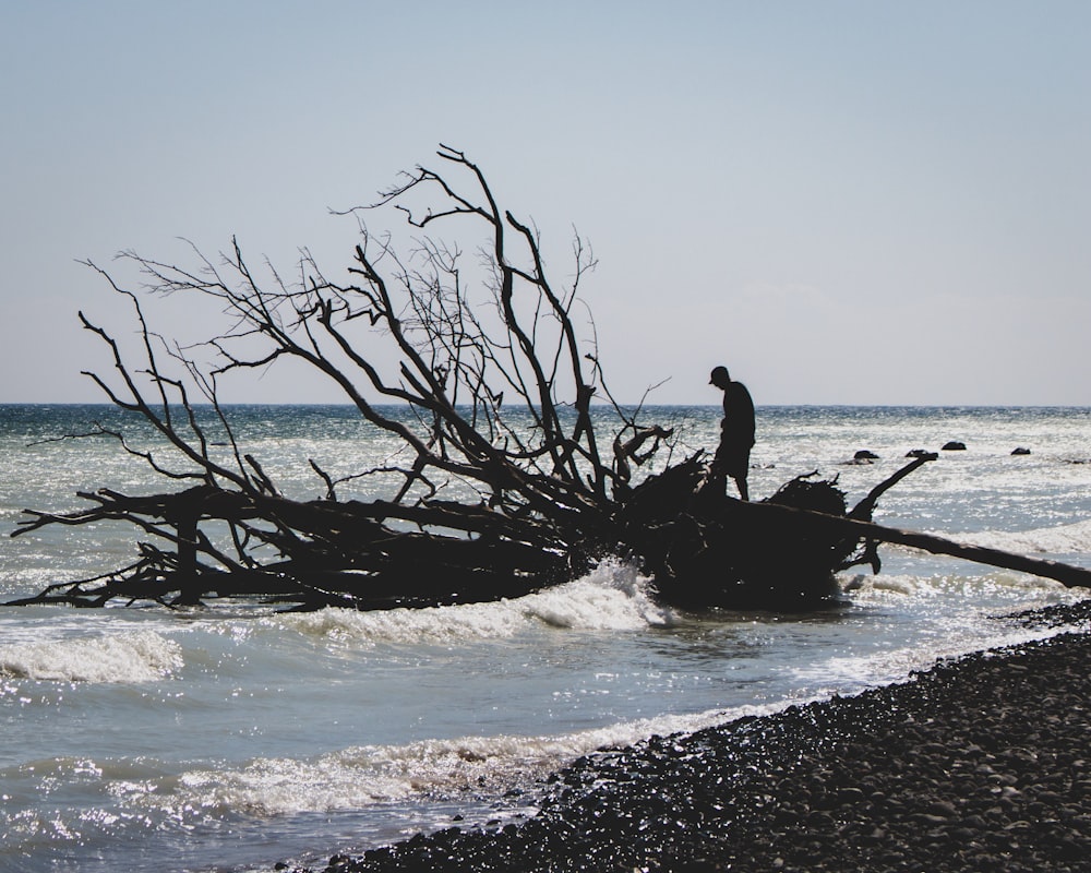 silhouette of person on fallen tree on seashore during daytime