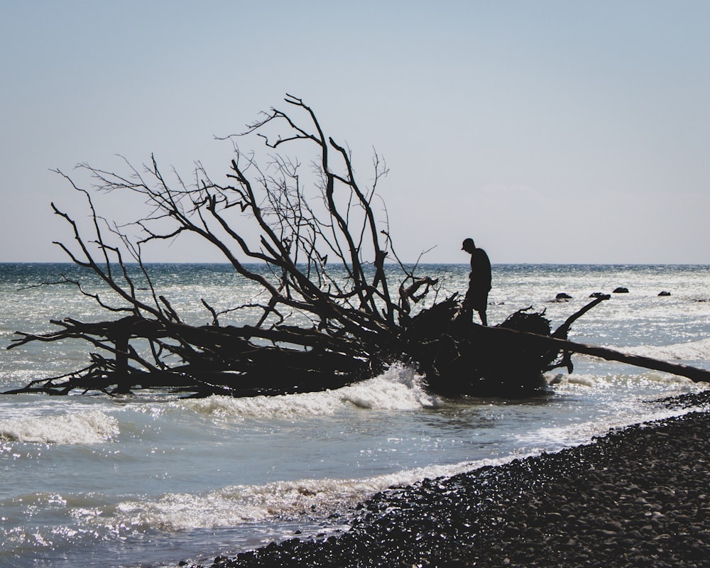 silhouette di persona sull'albero caduto in riva al mare durante il giorno