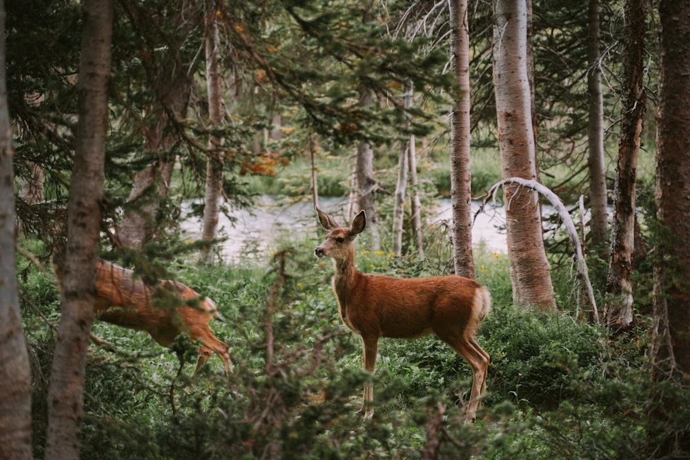 two brown deer in green field viewing river surrounded with tall and green trees