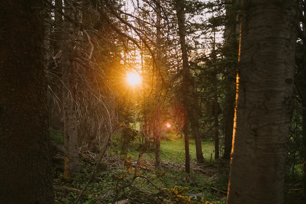 sunlight passing through trees