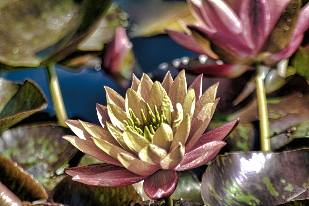 lotus flower painting