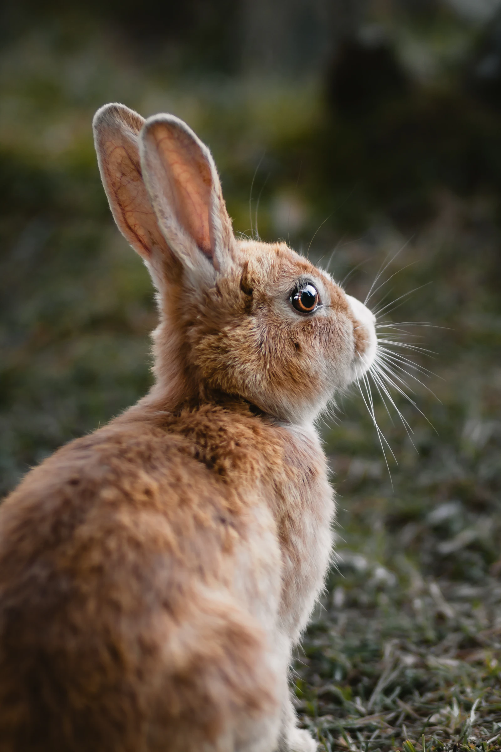 A brown rabbit