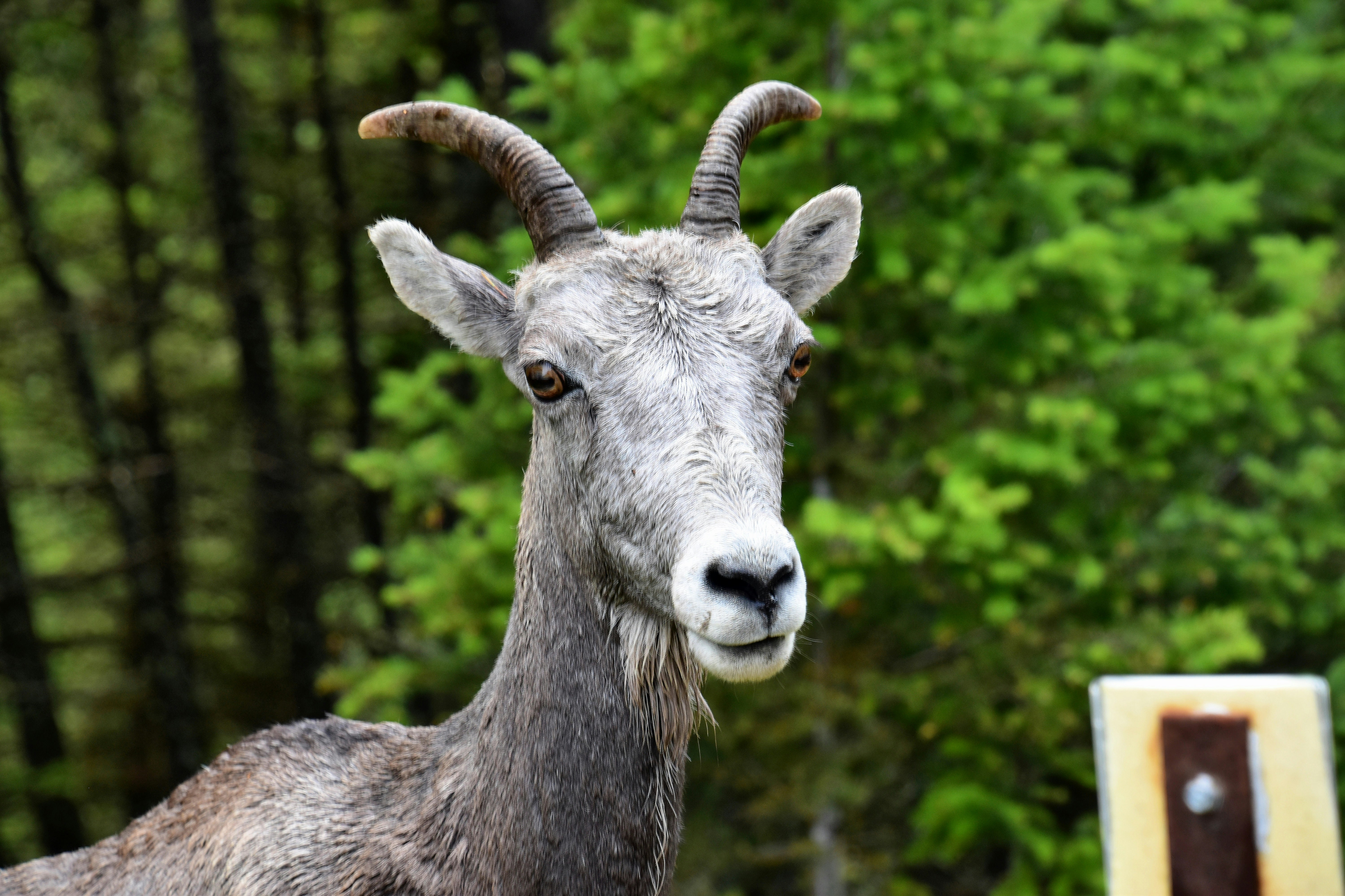white sheep near on forest trees photo – Free Sheep Image on Unsplash