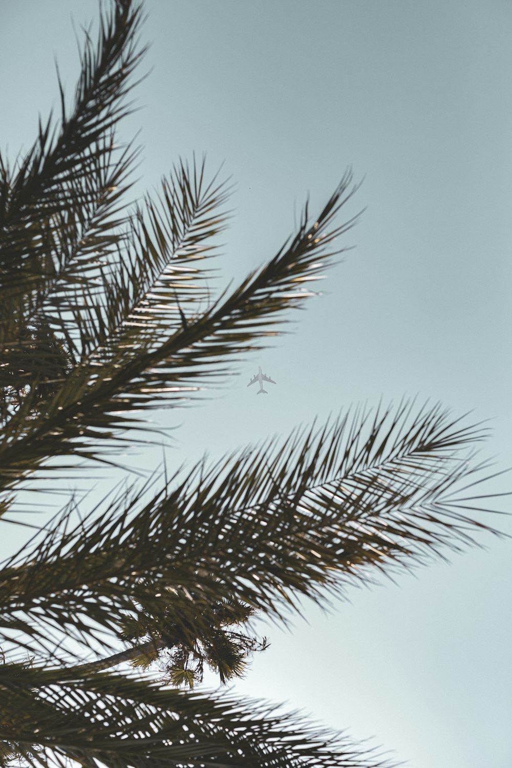 macro photography of green palm tree