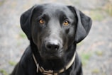 Elegant photo of a sleek black labrador against a pure white backdrop showcasing shiny fur and expressive eyes.